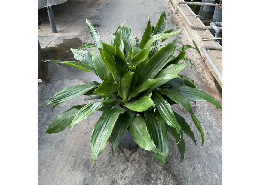 DRACAENA JANET CRAIG  KOP 5PP 25/19 H70