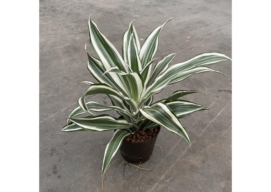 DRACAENA WHITE JEWEL KÖPFE 1PP 13/1H25