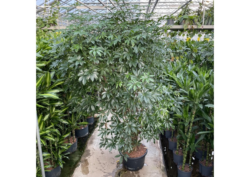 SCHEFFLERA COMPACTA BRANCHED  38/20 H200/210