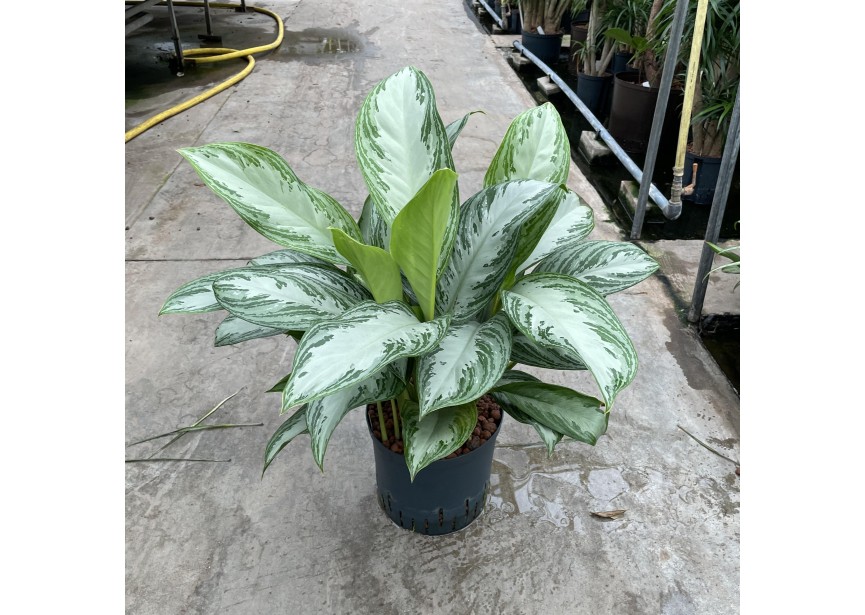 AGLAONEMA SILVER BAY 22/19 H60