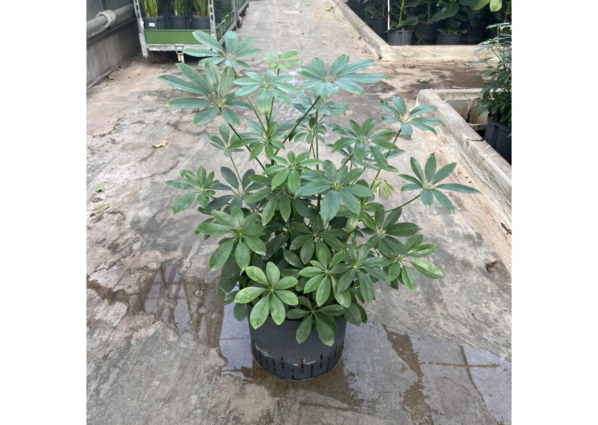 SCHEFFLERA COMPACTA  VERZWEIGT  25/19 H70