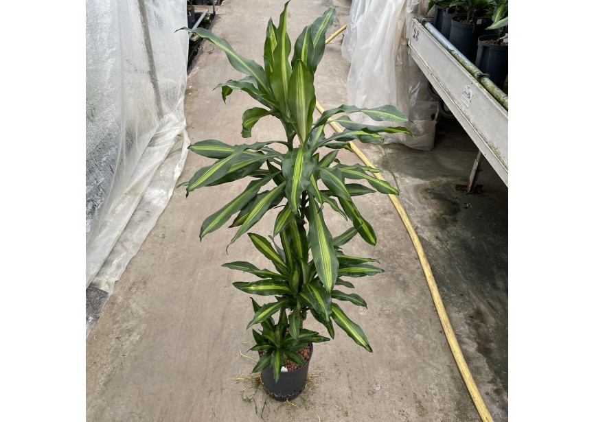 DRACAENA CINTHO (60/30/15) 18/19 H110