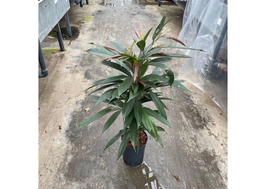 FICUS AMSTEL KING 15/19 H80