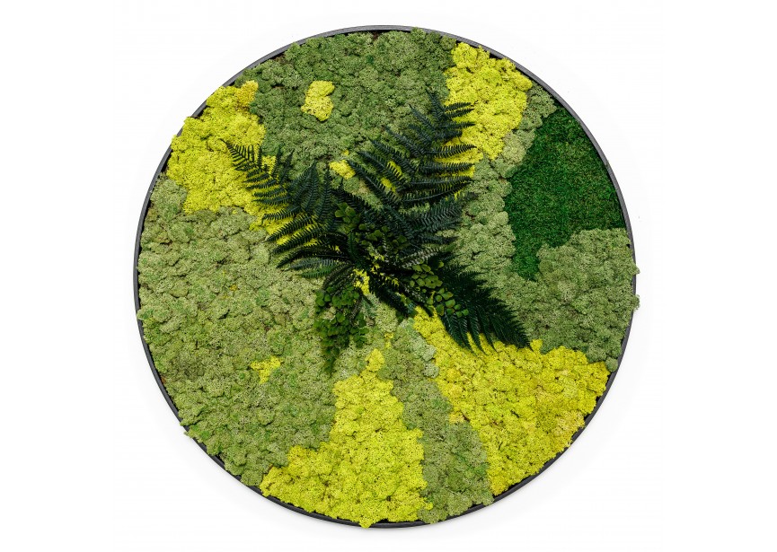 MOSS CIRCLE Ø50CM TESSA DESIGN WITH BLACK FRAME