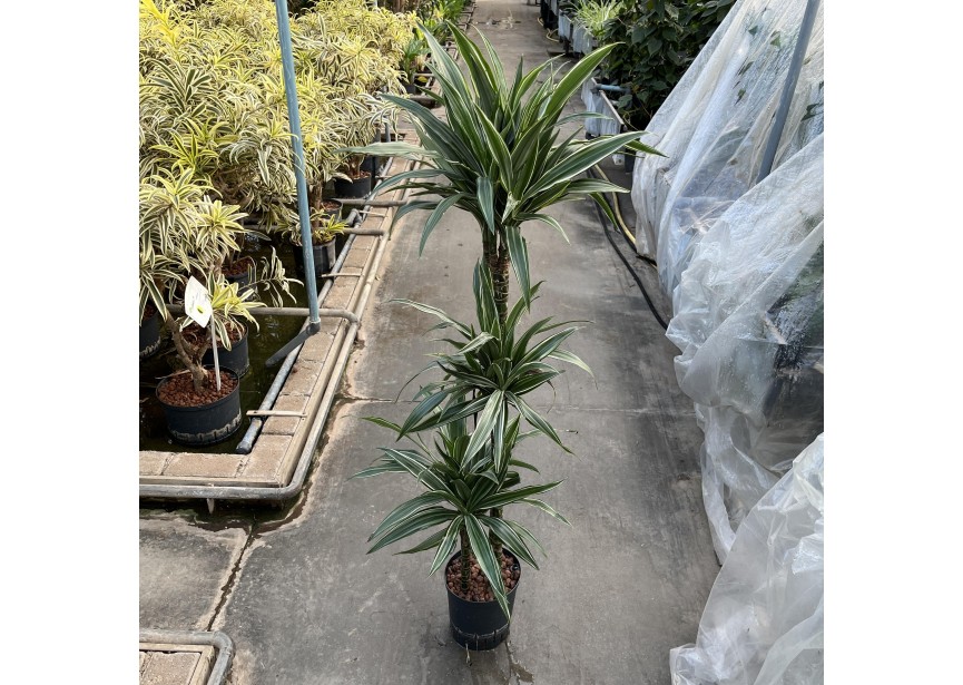 DRACAENA WARNECKII TWIN (90/60/30)18/19 H130