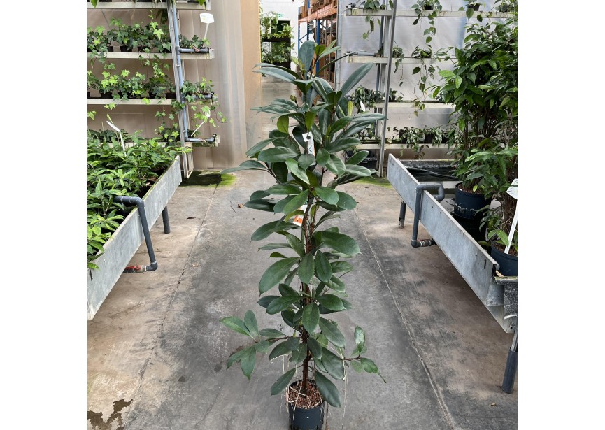 FICUS CYATHISTIPULA 18/19 H140