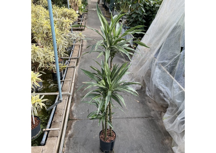 DRACAENA WARNECKII (90/60/30) 18/19 H140