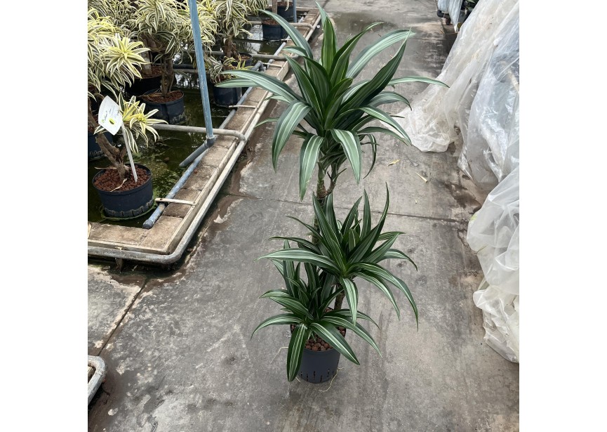 DRACAENA WARNECKII TWIN(60/30/15) 18/19 H100