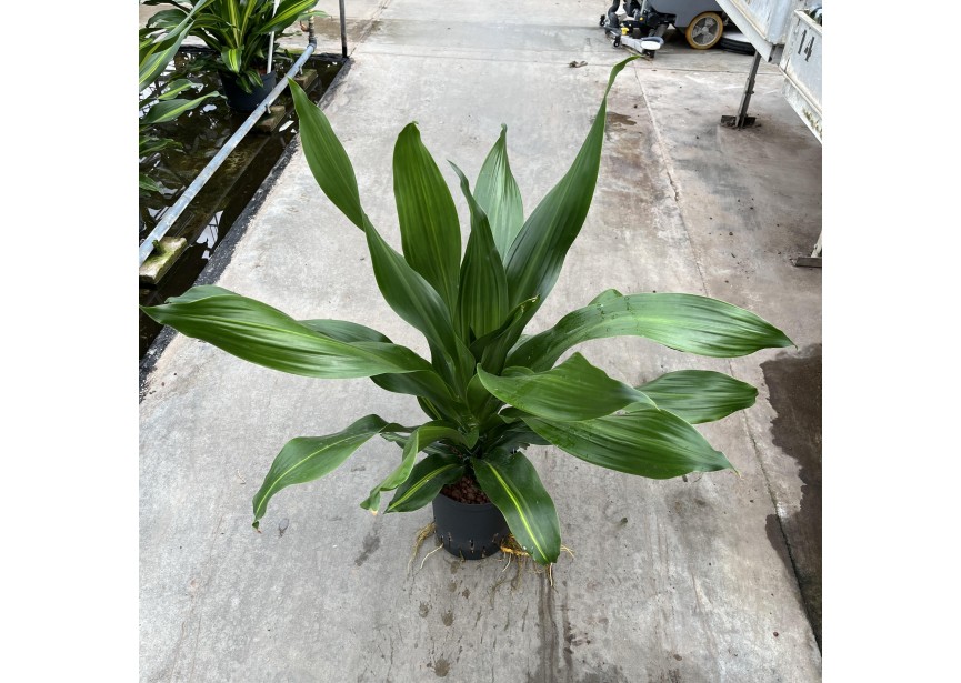 DRACAENA BURLEY GROEN 18/19 H70