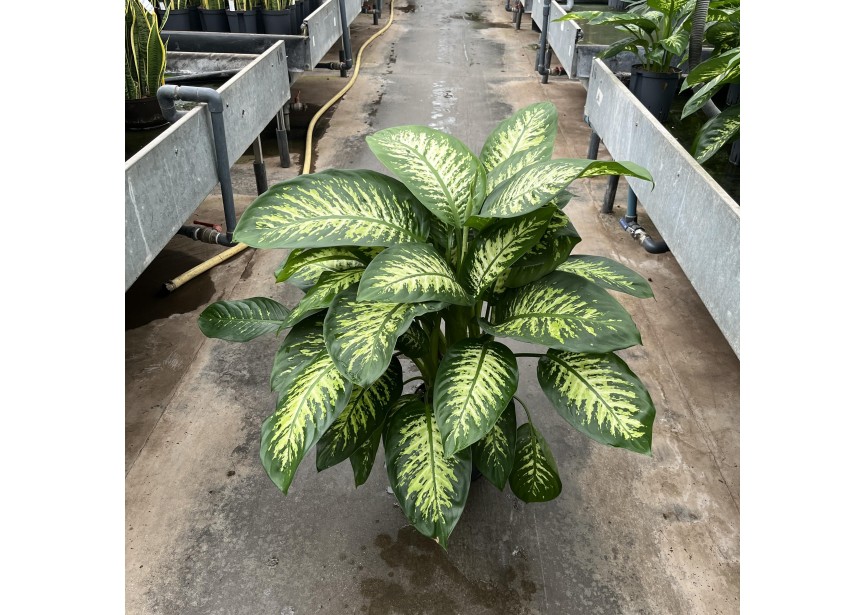 DIEFFENBACHIA REEVA 22/19 H80