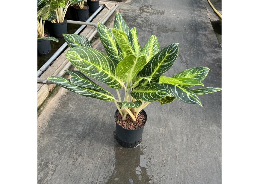 AGLAONEMA KEY LIME 18/19 H60