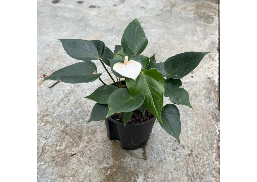 ANTHURIUM ANDREANUM WEISS 13/12 H45