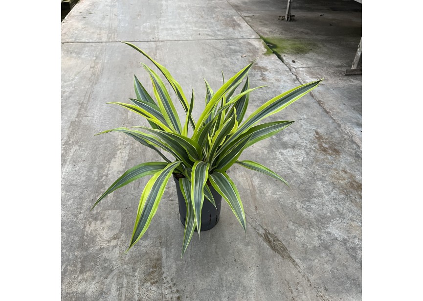 DRACAENA LEMON LINE KÖPFE 2PP 15/19 H35