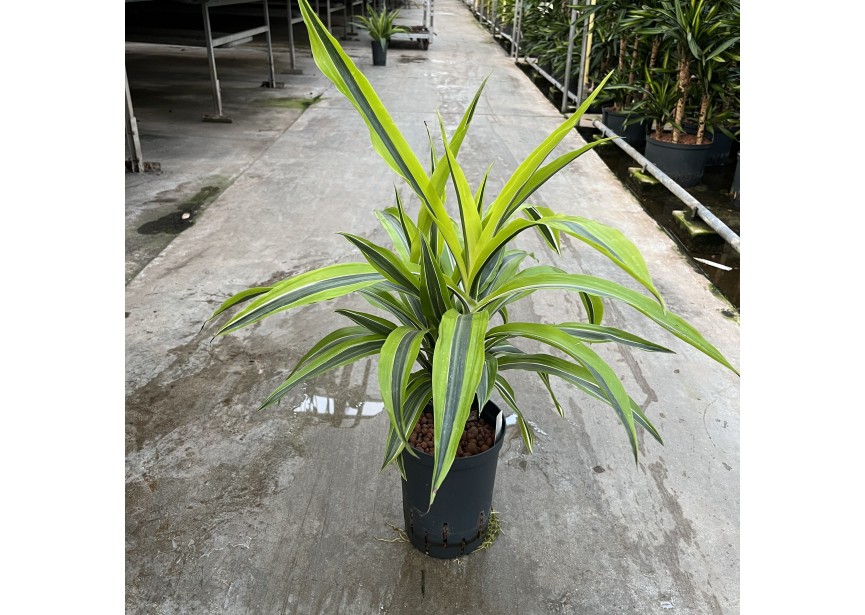 DRACAENA LEMON LINE STAM 15  15/19 H50