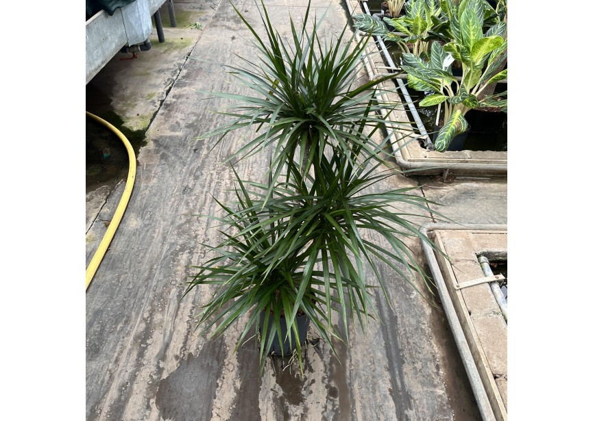 DRACAENA MARGINATA (60/30/15) 18/19 H100