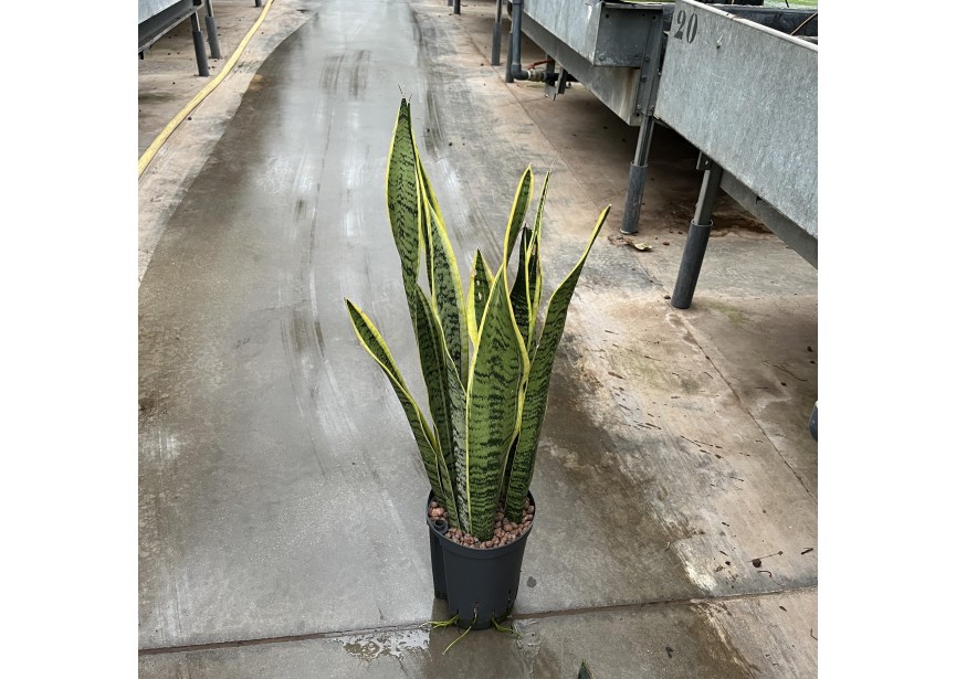 SANSEVIERIA LAURENTII 15/19 H65