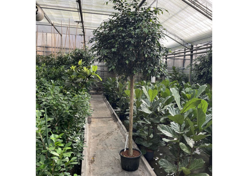 FICUS DANIELLE STAM K38/20 H270/280