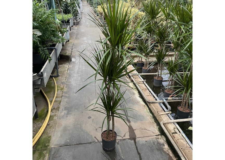 DRACAENA MARGINATA (90/60/30) 18/19 H140