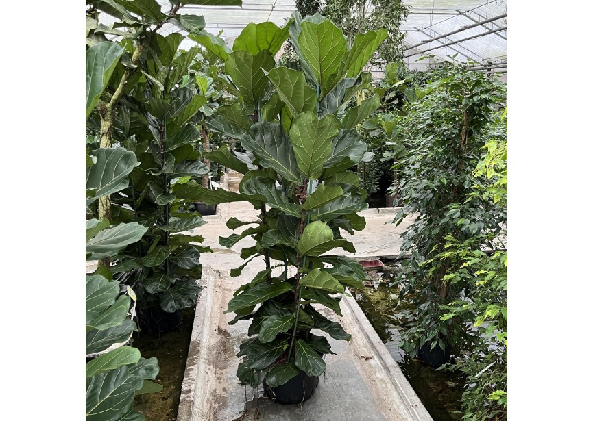 FICUS LYRATA 4PP 38/20  H210/220