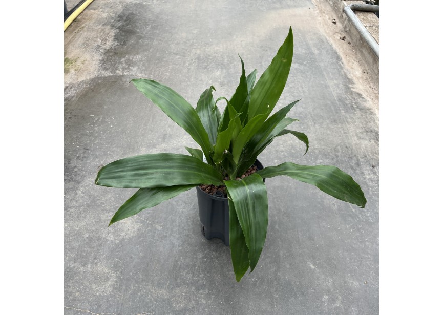 DRACAENA JANET CRAIG KOP 2PP 15/19 H50