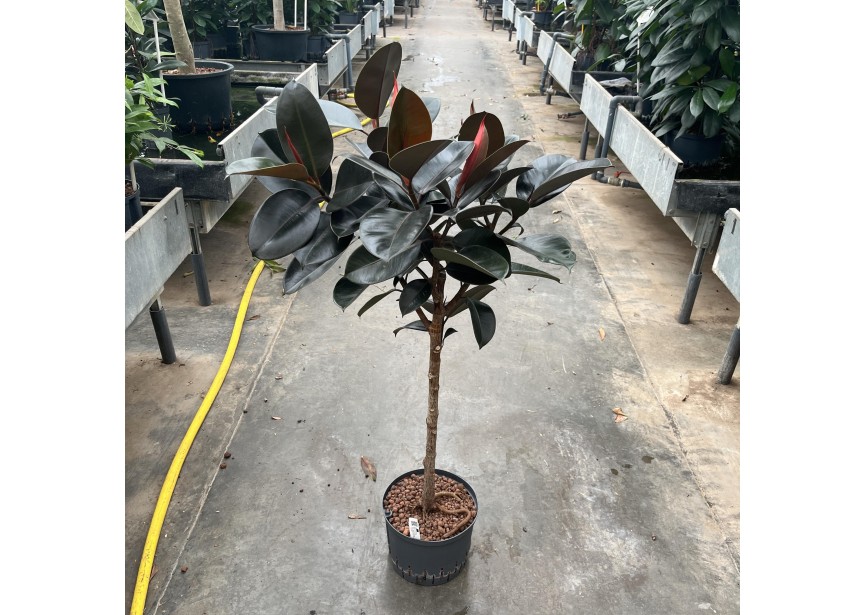 FICUS  ELASTICA ABIDJAN STAMM 25/19  H125