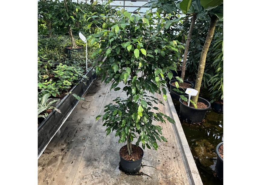 FICUS BENJ EXOTICA STEM 2LEVEL 25/19 H140