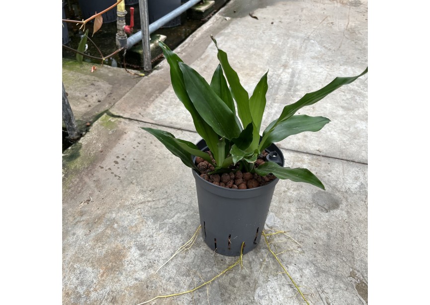 DRACAENA JANET LIND KÖPFE 2 PP 15/19 H50/70