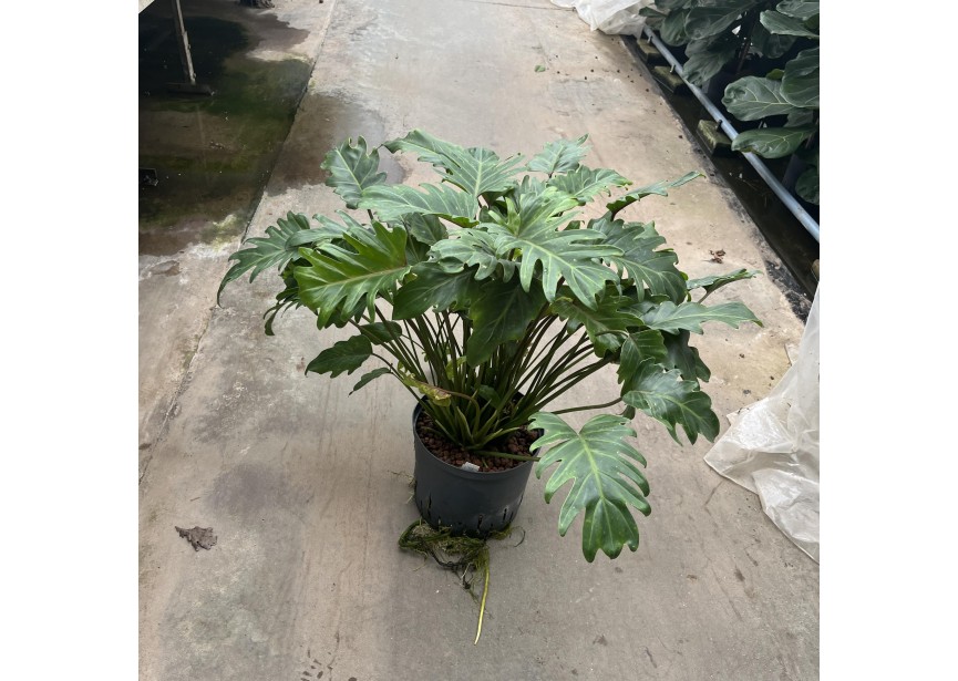 PHILODENDRON XANADOU 22/19 H70