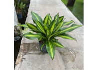 DRACAENA BURLEY 3PP 25/19 H70