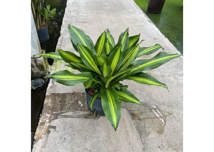 DRACAENA BURLEY 3PP 25/19 H70