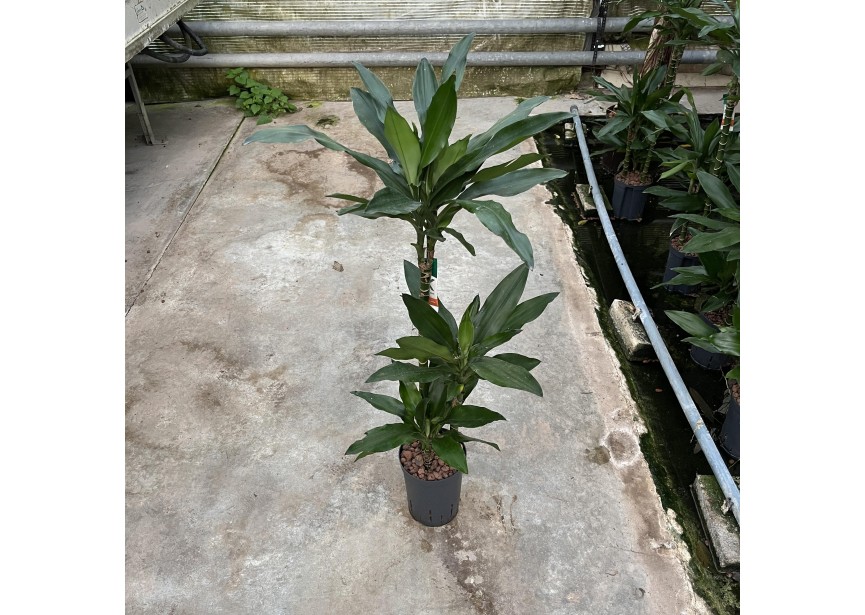 DRACAENA JANET LIND (60/30/15) 15/19 H90