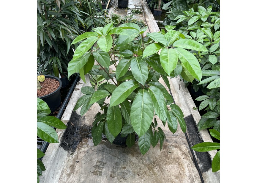 SCHEFFLERA AMATE 3PP 28/19 H90