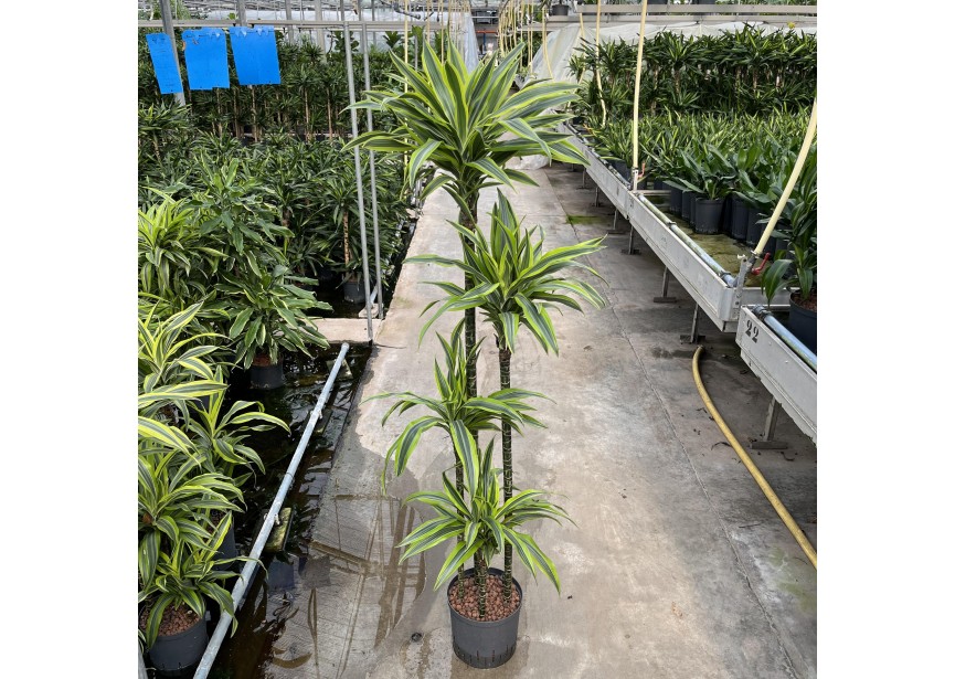 DRACAENA LEMON LINE (120/90/60/30)22/19 H160