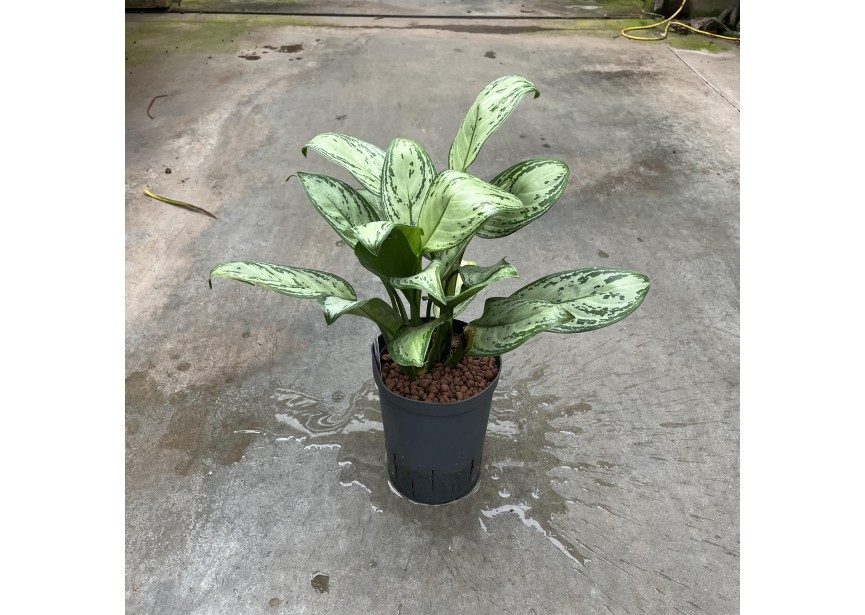 AGLAONEMA MARIA CHRISTINA 15/19 H40