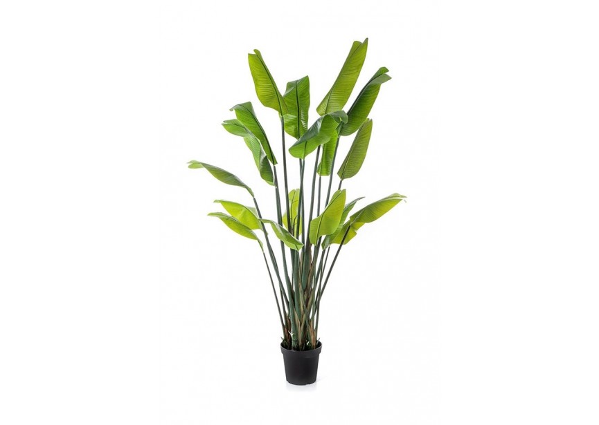 7 STRELITZIA TRAVELLER PALM