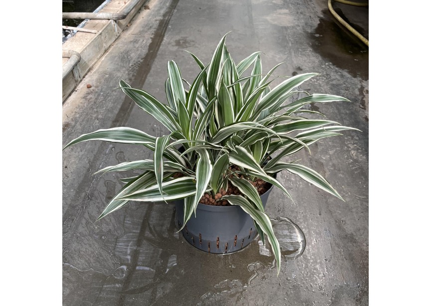 DRACAENA  WHITE STRIPE  KOP 5PP 25/19 H45