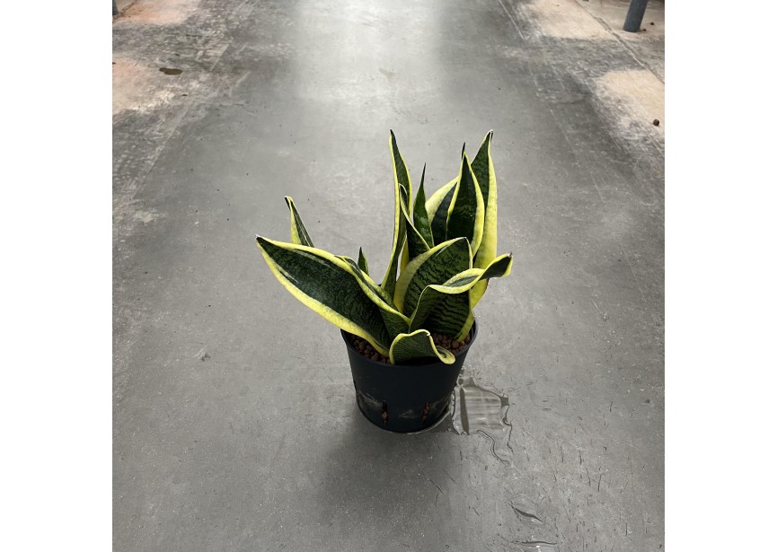 SANSEVIERIA FUTURA SUPERBA 13/12 H40