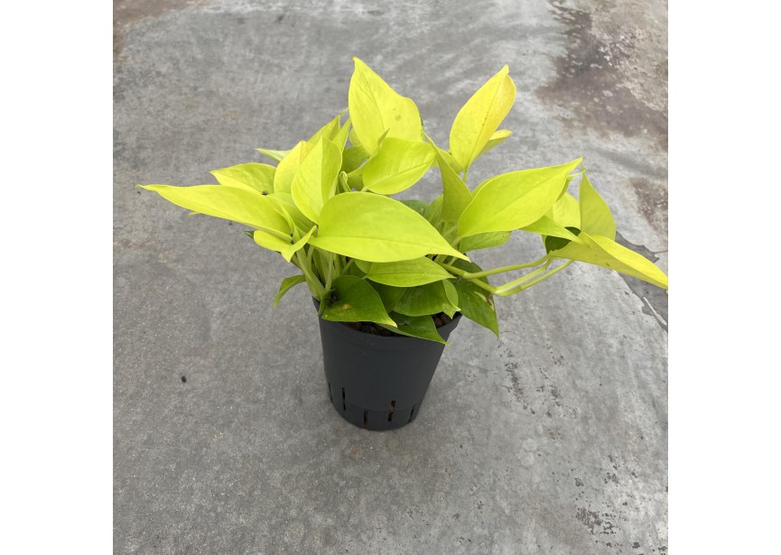 SCINDAPSUS GOLDEN POTHOS 15/19 H30