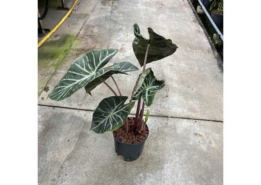 ALOCASIA PINK DRAGON 18/19 H50/70