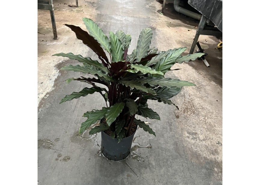 CALATHEA RUFIBARBA 18/19 H70/80