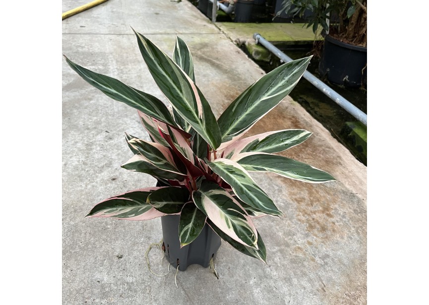 CALATHEA TRIO STAR 15/19 H40