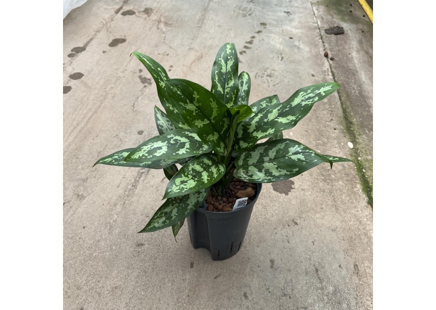 AGLAONEMA MARIA 15/19 H40