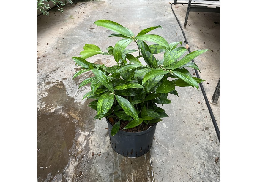 DRACAENA SURCULOSA 25/19 H70