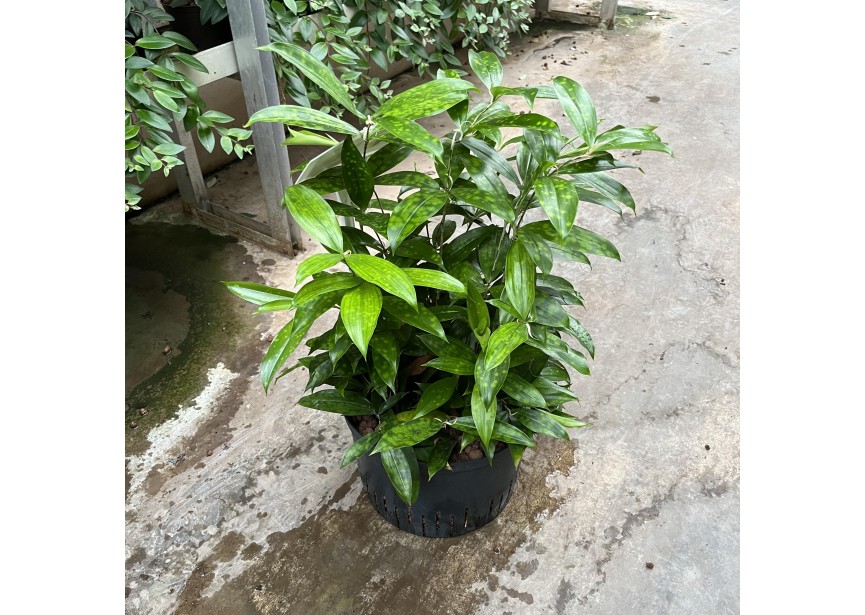 DRACAENA SURCULOSA 28/19 H70/80