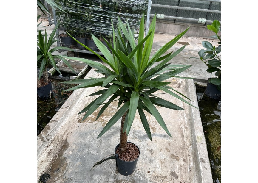 YUCCA STAM 15-18/19 H120