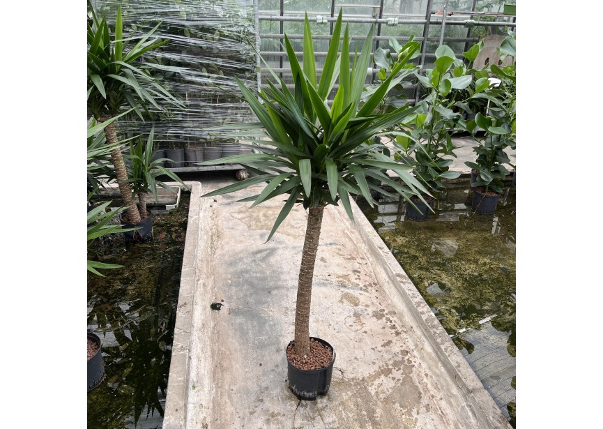 YUCCA TRONC 22/19  H150