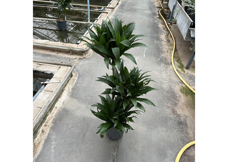 DRACAENA COMPACTA (60/30/15)  18/19 H90