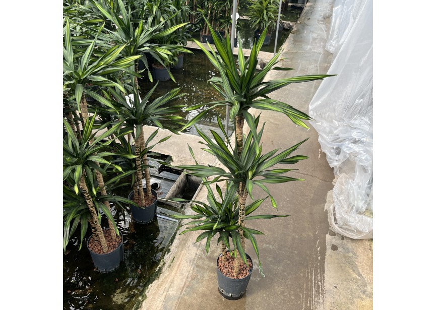 DRACAENA RIKI (90/60/30) 18/19 H130