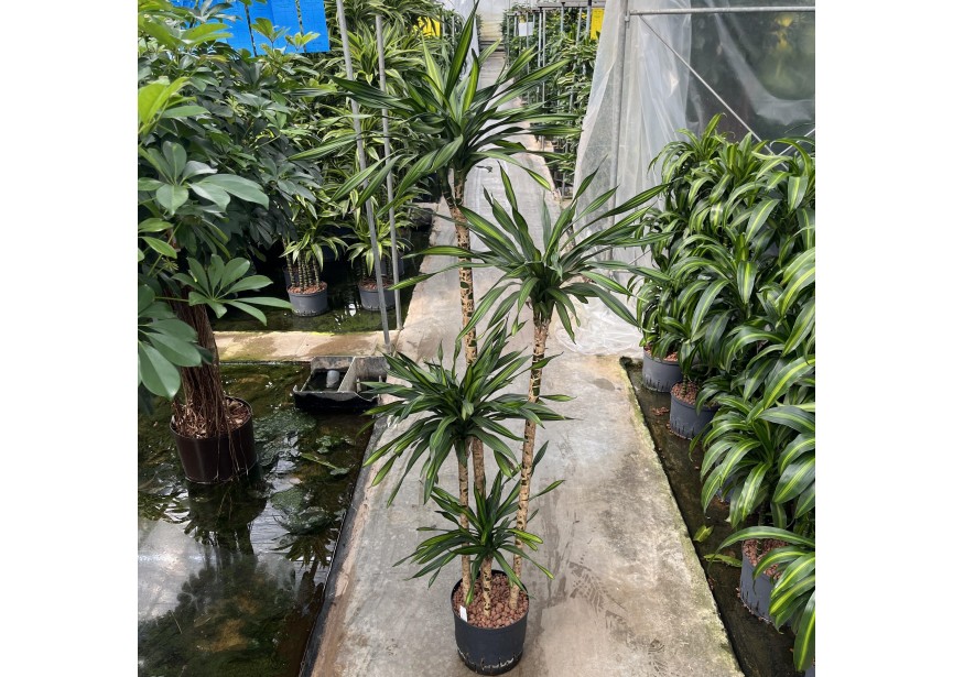 DRACAENA RIKI (120/90/60/30)  22/19 H160