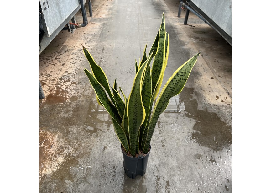 SANSEVIERIA LAURENTII 15/19 H70/80